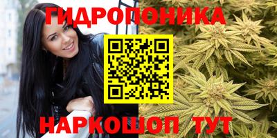 крисы Кингисепп